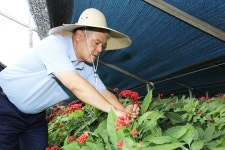 금산군, 21세기 신불로초 인삼열매 수확 한창