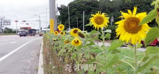 음성군, 충청대로 해바라기 길 조성…볼거리 제공