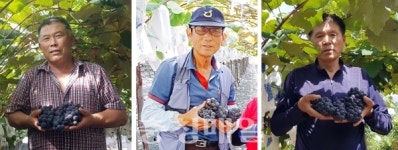 올해 영동 포도왕에 노창균씨 선정