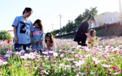 보령시 대천천 자전거도로 코스모스 만개