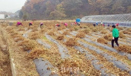 청양군 화성면 합천할머니 경로당, 농가 일손 돕기 나서