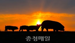 청주 돼지모롱이·음성 돋우물 등…충북 돼지 유래 지명 7곳