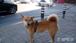 [물구나무 서기]목격자