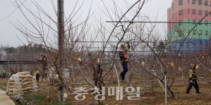영동 양강의용소방대, 농가 일손돕기 봉사
