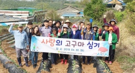 청주 오근장동 새마을회, 고구마 심기