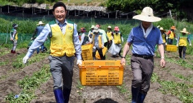 사랑의 감자 수확