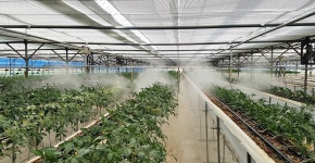 충주시 폭염에도 시설채소 시원하게 잘 자라요