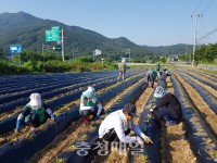 영동 추풍령면 새마을지도자협 사랑의 배추심기