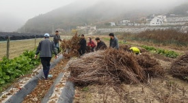 금산 공무원, 농촌일손돕기 봉사