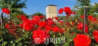 영동 추풍령역 급수탑공원 장미꽃 활짝