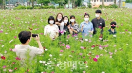 금산군 부리면사무소 일원 코스모스 만개