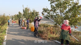 영동 매곡면 주민자치위, 사랑의 감 따기