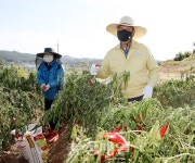 가세로 태안군수, 가을철 일손 돕기