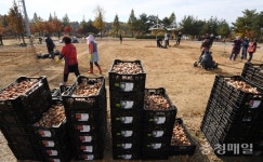 튤립 파종 작업