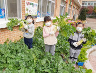 청주 직지초병설유치원, 무 수확 체험 활동