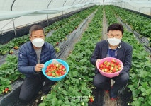 청정지역 청주 문의 청원생명딸기, 인기몰이