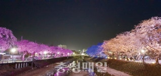 금산천 벚꽃길, 야간경관조명 점등