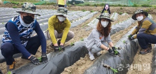 농협 청주시지부, 농촌일손돕기 나서