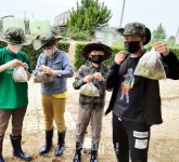당진시 신촌초, 상추 뜯기 체험 활동 진행