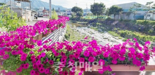 금산천·후곤천 데크길 사피니아 꽃길 활짝