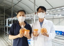 충주시, 동충하초의 새로운 탄생 소개