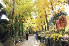 세종 베어트리파크 단풍낙엽산책길 개방