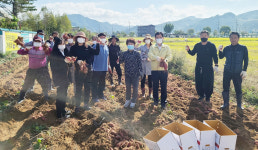 충주시 달천동바살위, 사랑 나눔 고구마 수확
