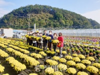 금산군 진산면, 독거노인에 국화 화분 전달