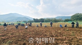 홍성군 광천읍, 농촌일손돕기 구슬땀
