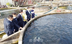 청양군, 지역특화 대표 수산 품종으로 철갑상어 선정