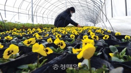 봄을 기다리는 팬지