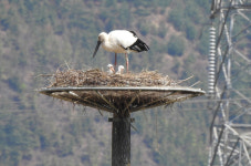 예산 황새, 대술면 옛 황새 번식지에 둥지