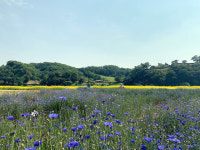 공주 미르섬, 계절 꽃으로 물들다
