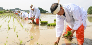 음성군 삼성면 덕정2리 손 모내기 행사 개최