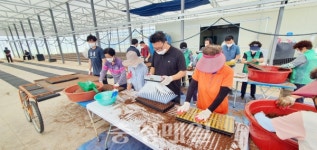 농협 금산군지부, 배추육묘 파종 일손돕기