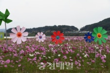 부여 백마강 코스모스 단지 장관... 가을 정취에 흠뻑