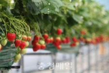 겨울 특산물 당진 해나루 딸기, 첫 수확