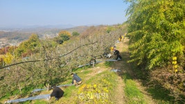 충주 동량면 직원들, 농촌일손 돕기