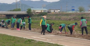 충북 충주시 신니면 새마을협의회, 요도천 코스모스길 조성