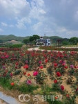 충남 부여 양화면, 황골장미축제 오늘 개막