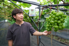 충북 영동 스마트팜 포도 첫 수확 기대