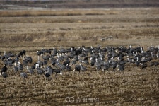 충남 서산시, 천수만 철새 월동을 위한 생태계서비스지불제 계약사업 신청자 모집