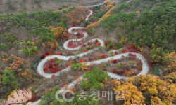 만산홍엽(滿山紅葉) 이룬 단양 보발재