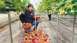 충북 진천군 스마트 경영 실습 임대 농장 청년 농업인 모집