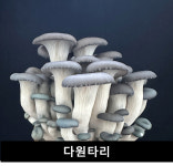 충북농기원, 생산자와 소비자 모두 원하는 느타리버섯 개발