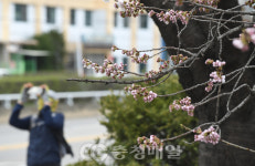 꽃망울 터트린 청주 무심천 벚꽃