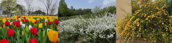 한밭수목원 봄꽃 만개