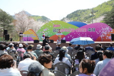 충남 금산 보곡산골 산벚꽃축제 성료