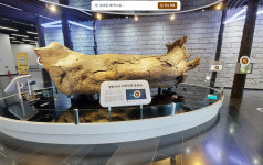 충남 아산 영인산산림박물관, 상설전시 온라인 VR 관람 개시