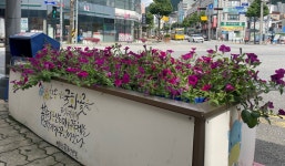 충북 충주시 용산동, 페튜니아 2천 여 본 활짝